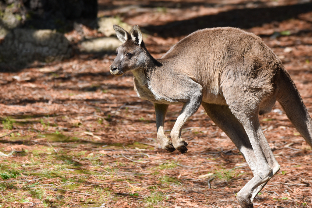 Western Grey Kangaroo