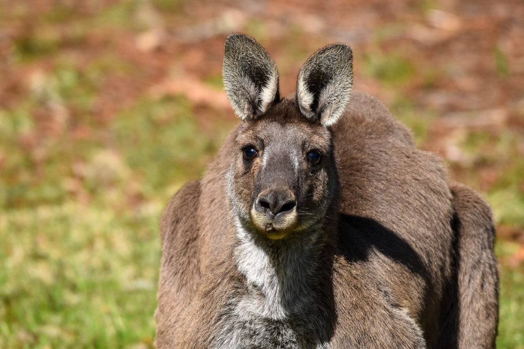 Western Grey Kangaroo