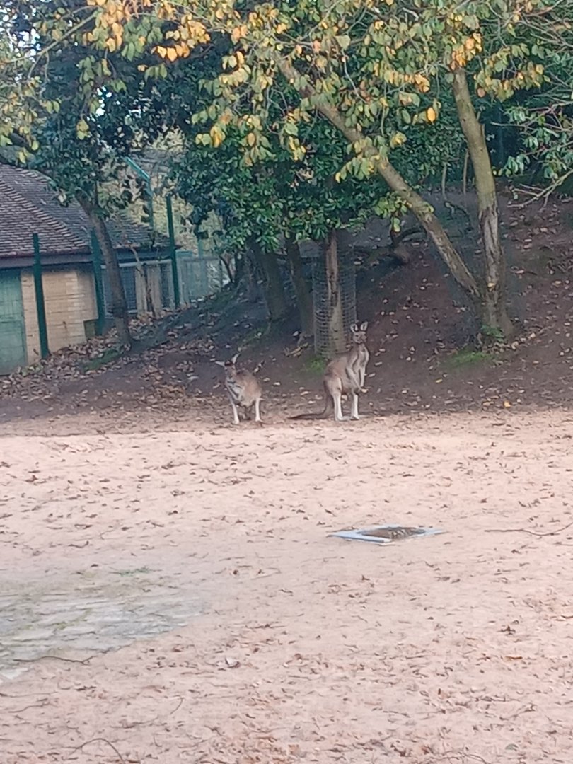 Western Grey Kangaroo