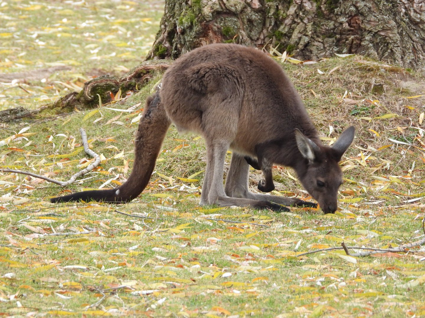 Western grey kangaroo