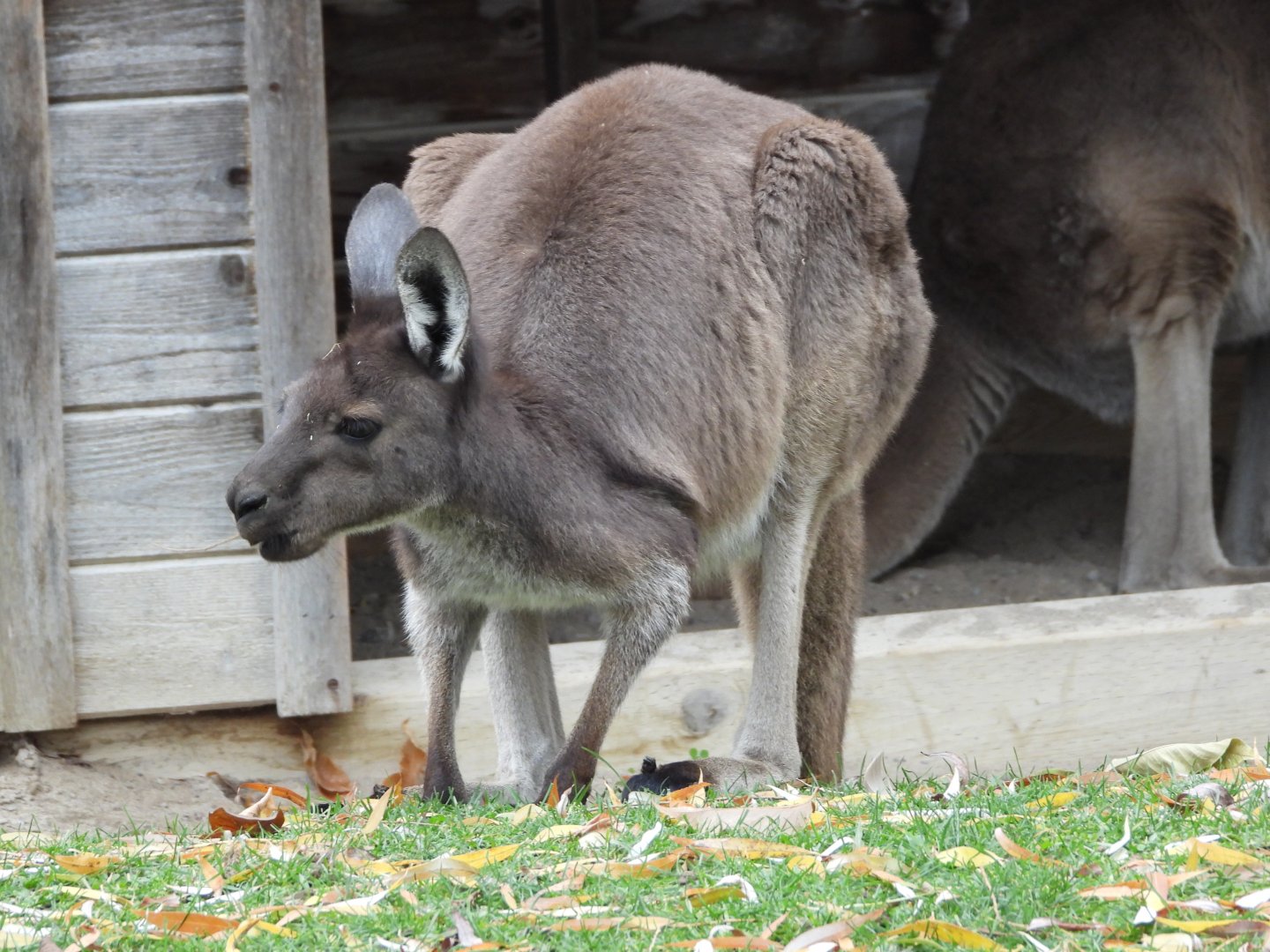 Western grey kangaroo