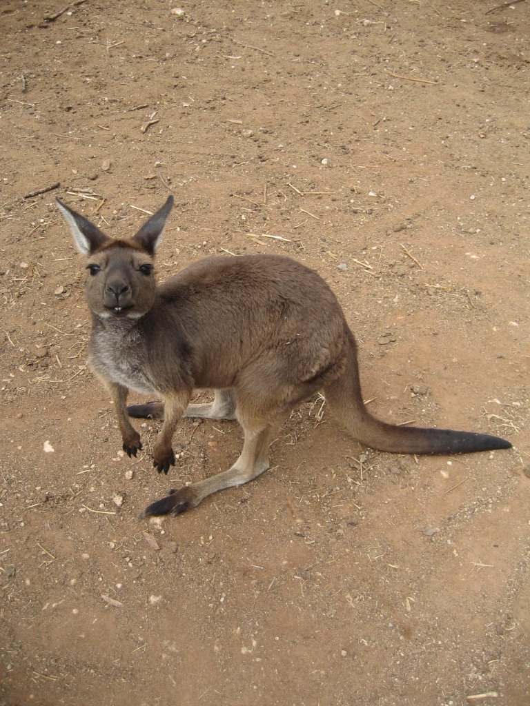 Western Grey Kangaroo