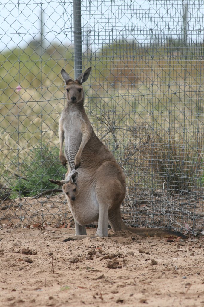 Western Grey Kangaroo