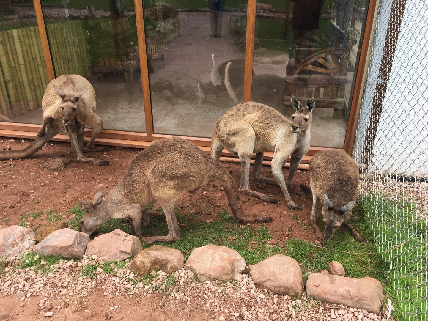 Western grey kangaroos 020817
