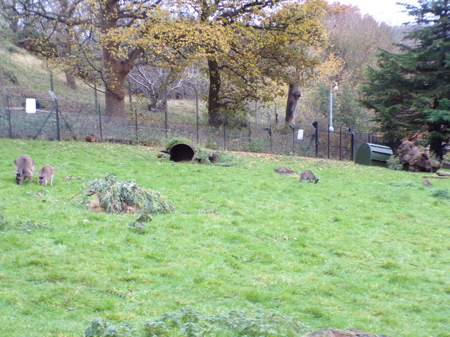 Western grey kangaroos 19.11.23