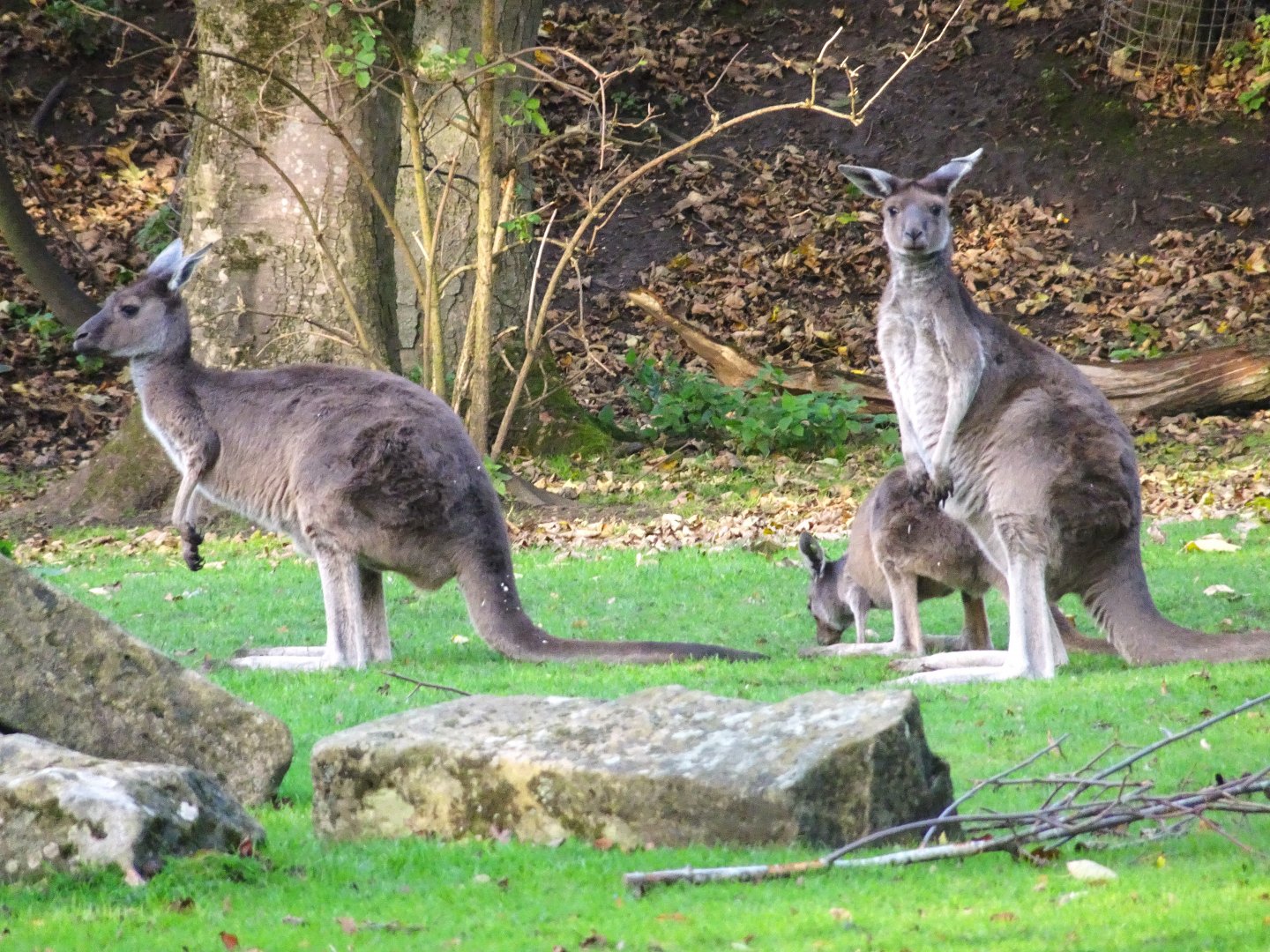 Western Grey Kangaroos 25 October 2025