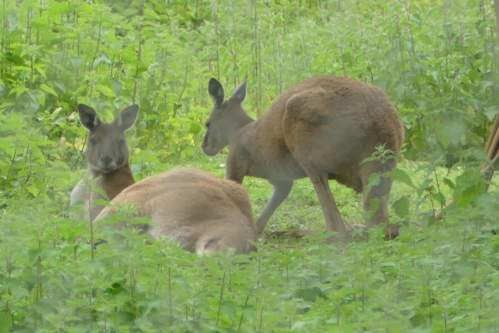 Western grey kangaroos, April 2019