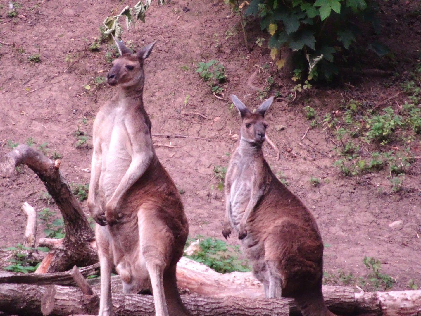 Western Grey Kangaroos  Blackpool Zoo 13 July 2025
