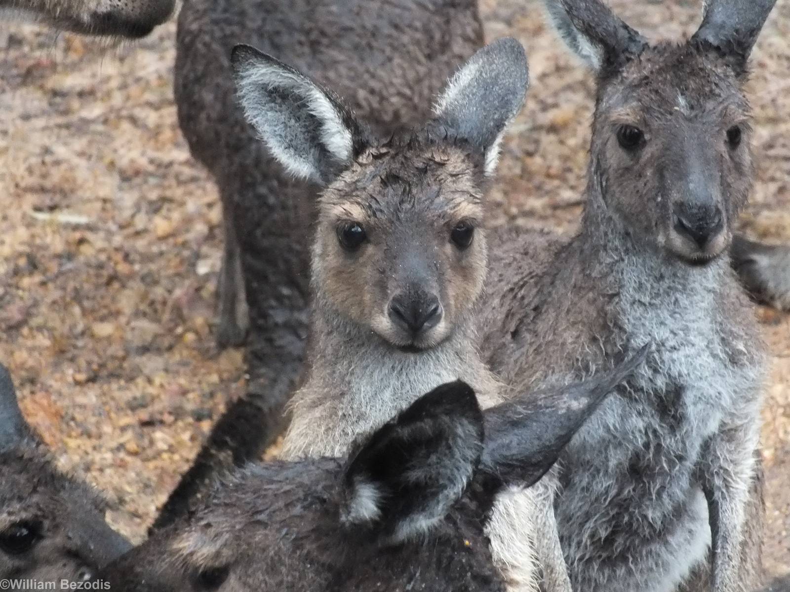 Western Grey Kangaroos in the Rain - 2014