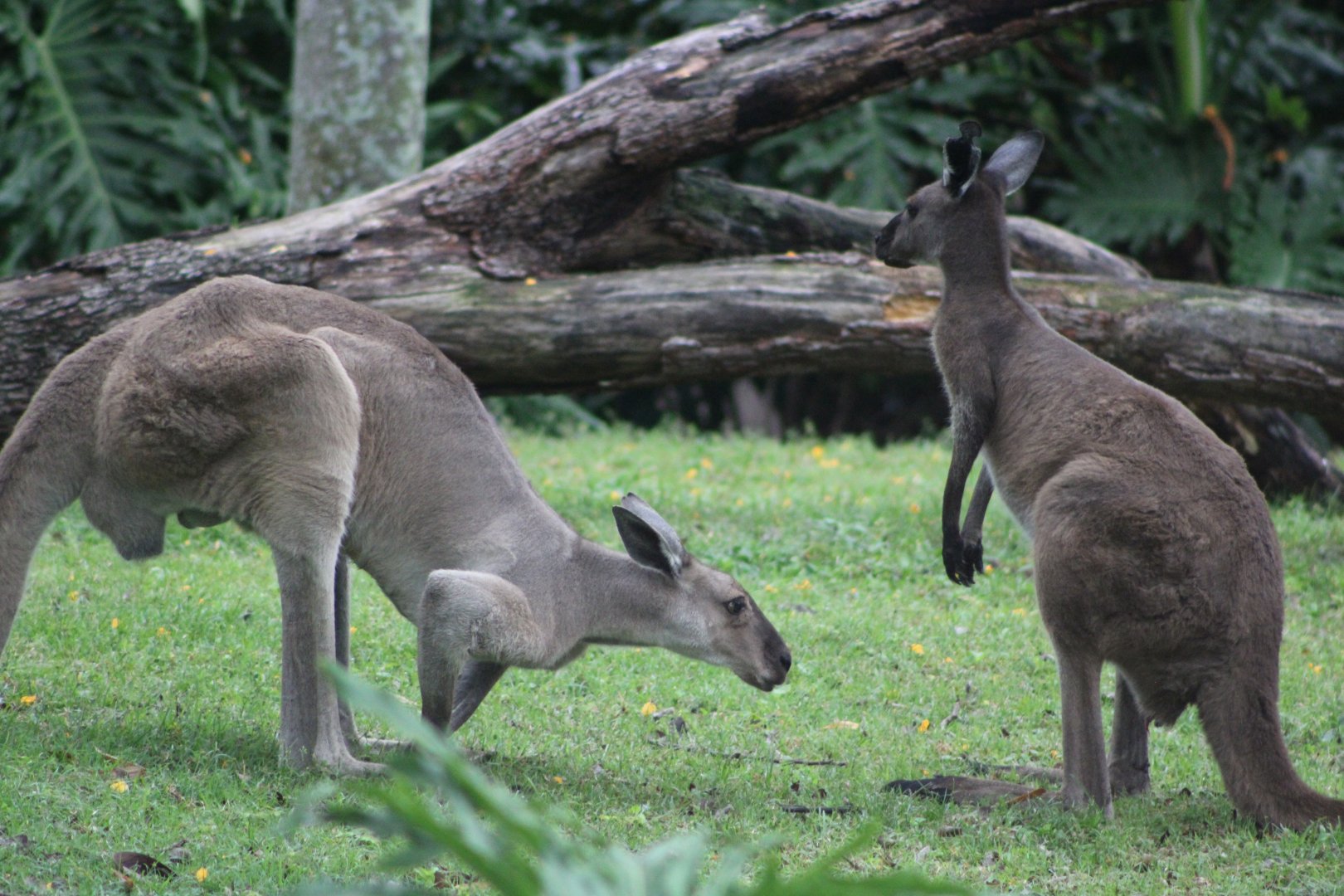 Western Grey Kangaroos (Macropus fuliginosus)