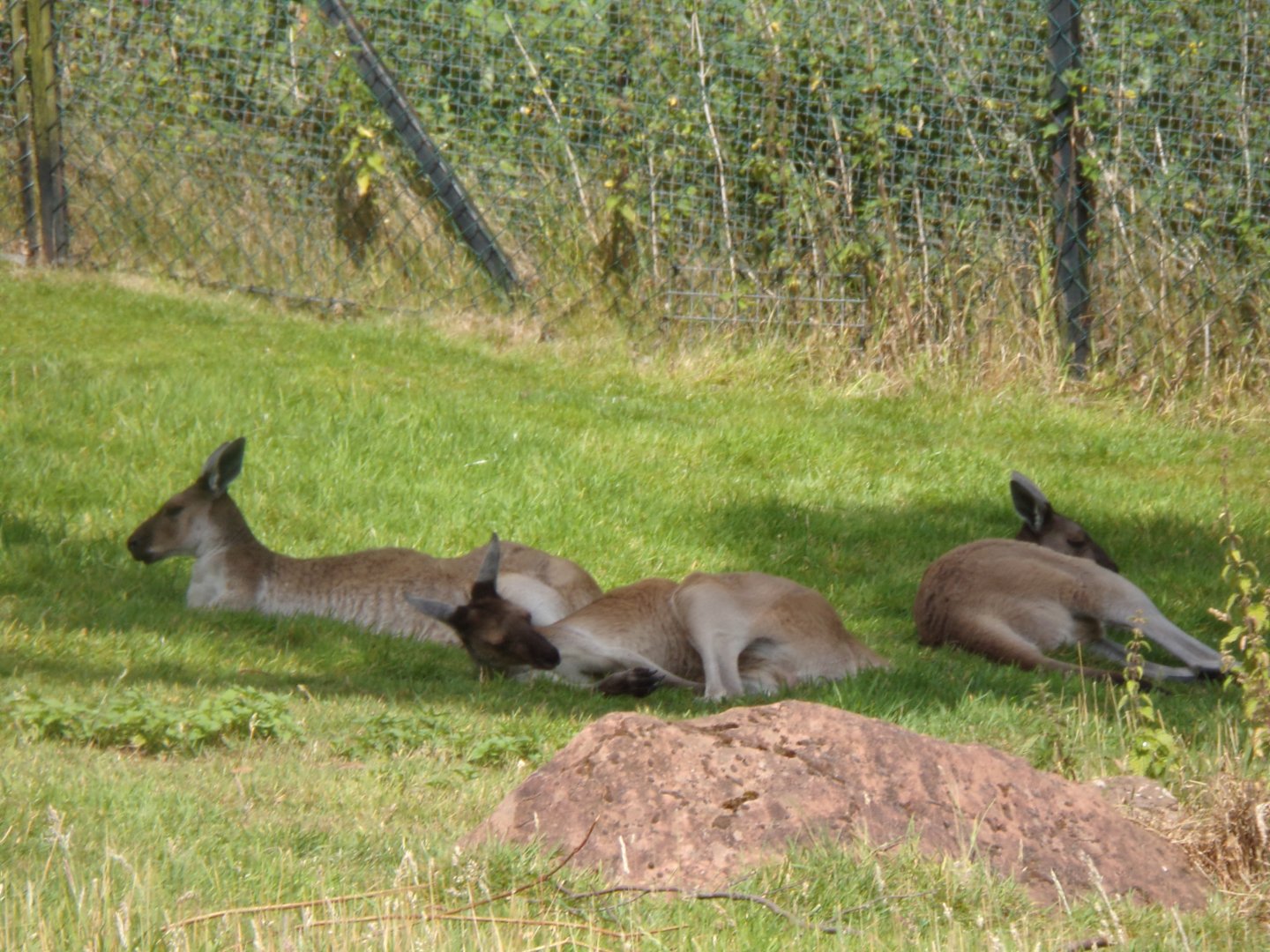 Western grey kangaroos relaxing in the shade 18.7.25