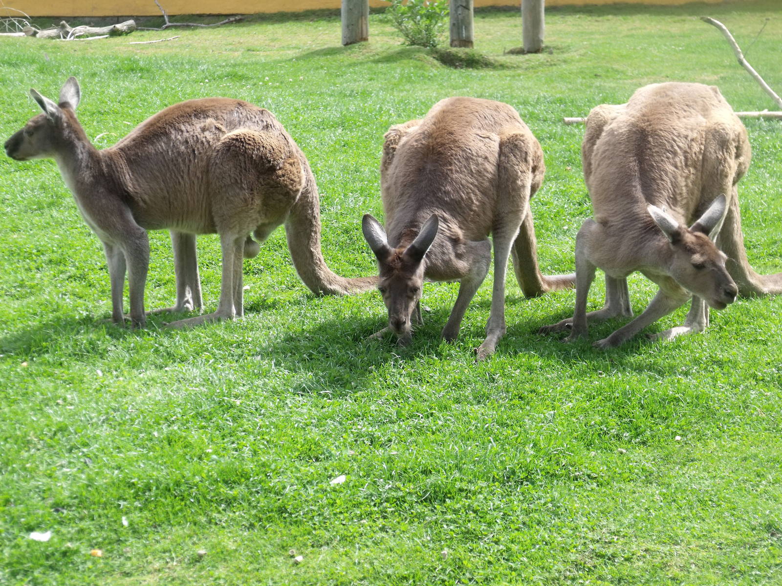Western Grey Kangaroos