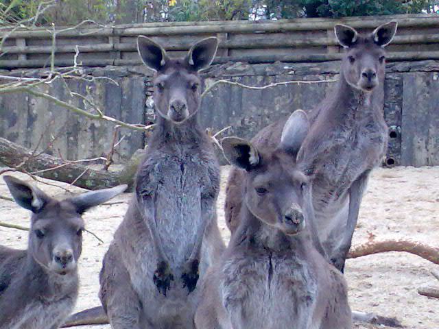 Western Grey Kangaroos