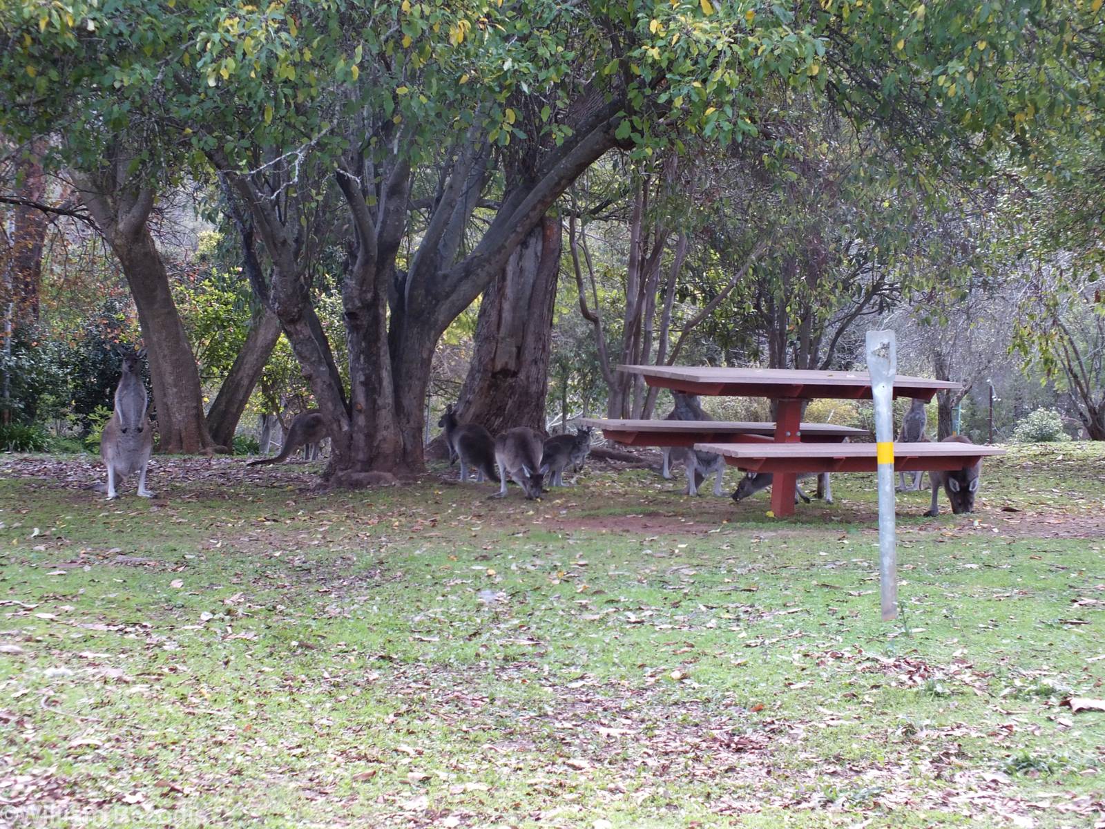 Western Grey Kangaroos