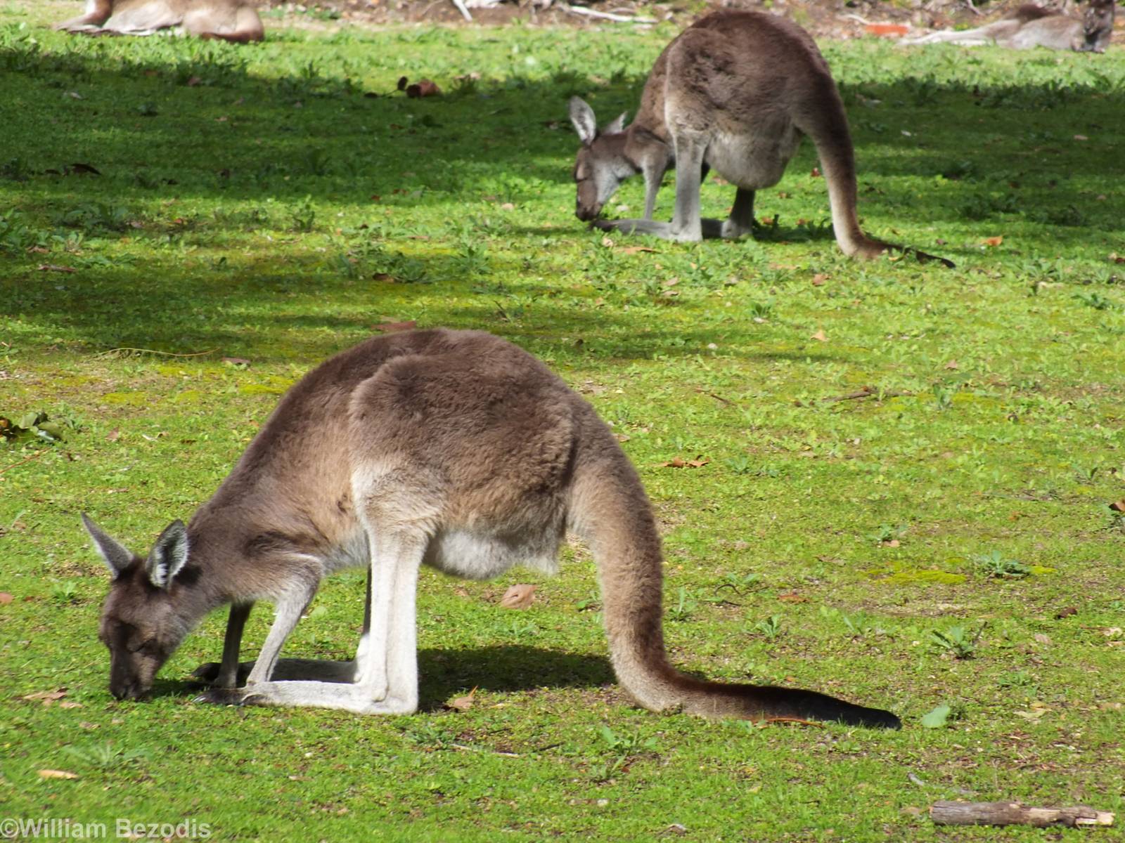 Western Grey Kangaroos