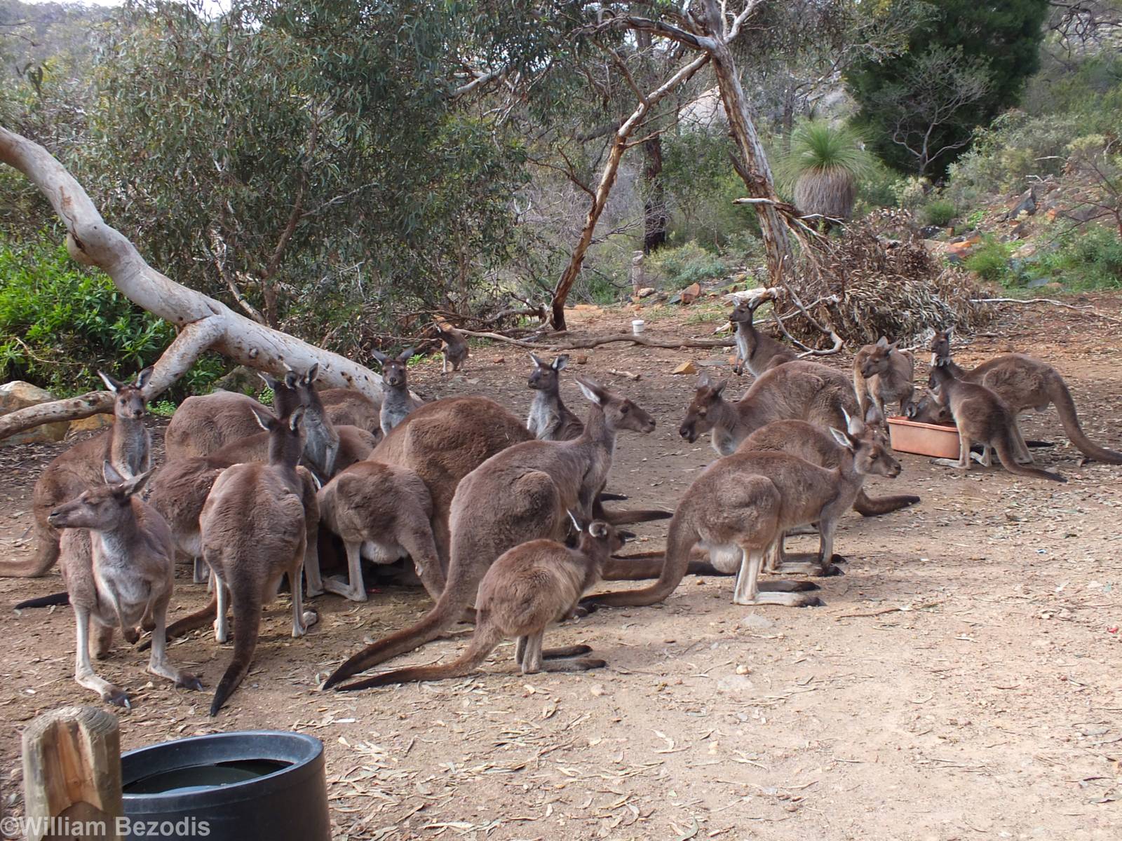 Western Grey Kangaroos