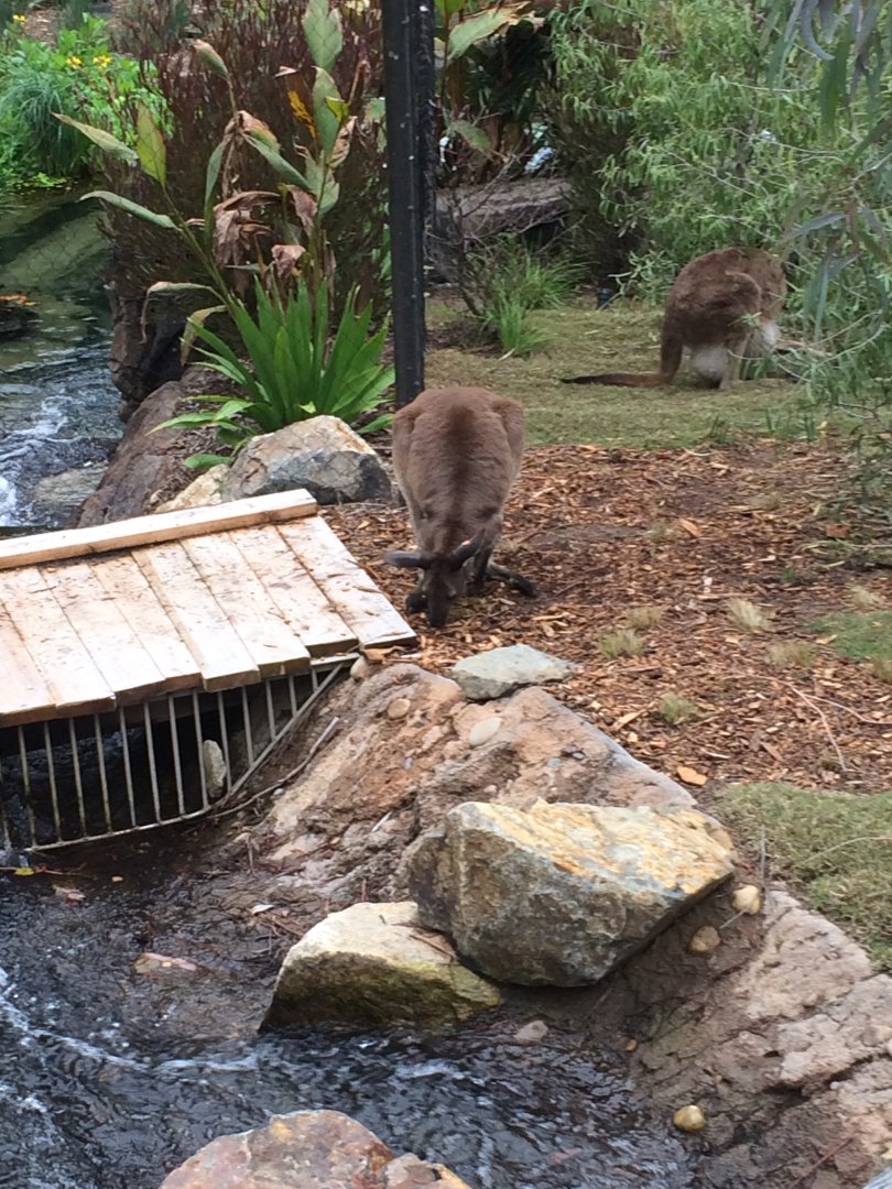 Western Grey Kangaroos