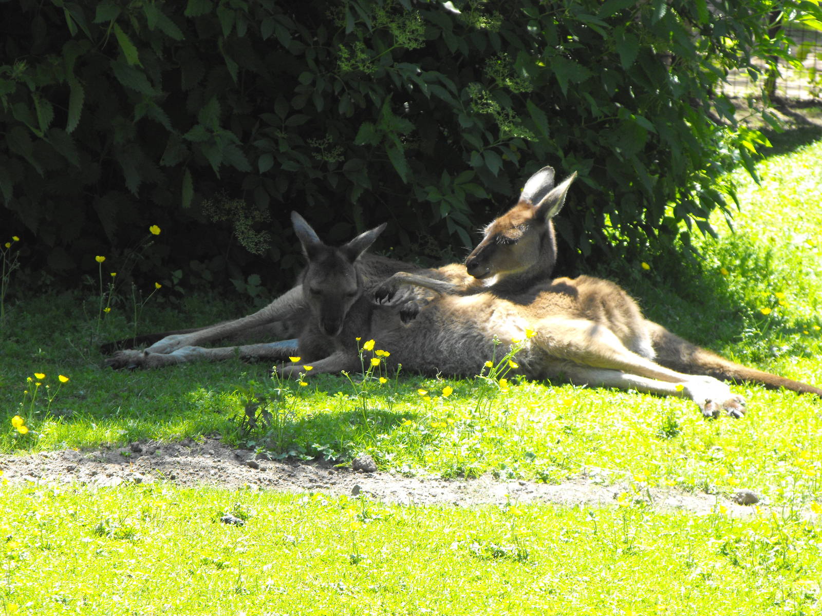 Western Grey Kangaroos