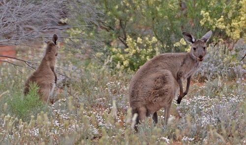 Western grey kangaroos.