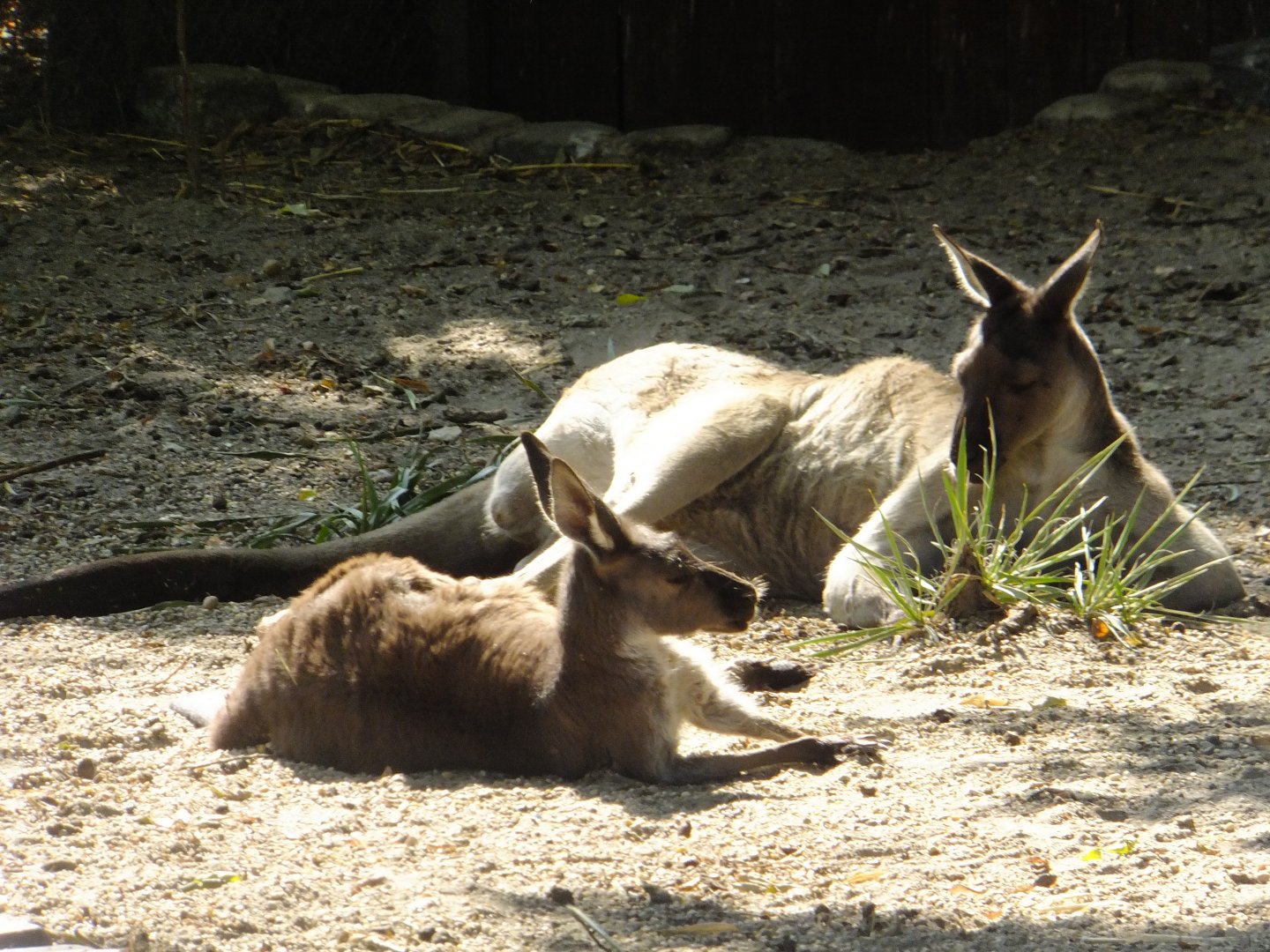 Western grey kangaroos