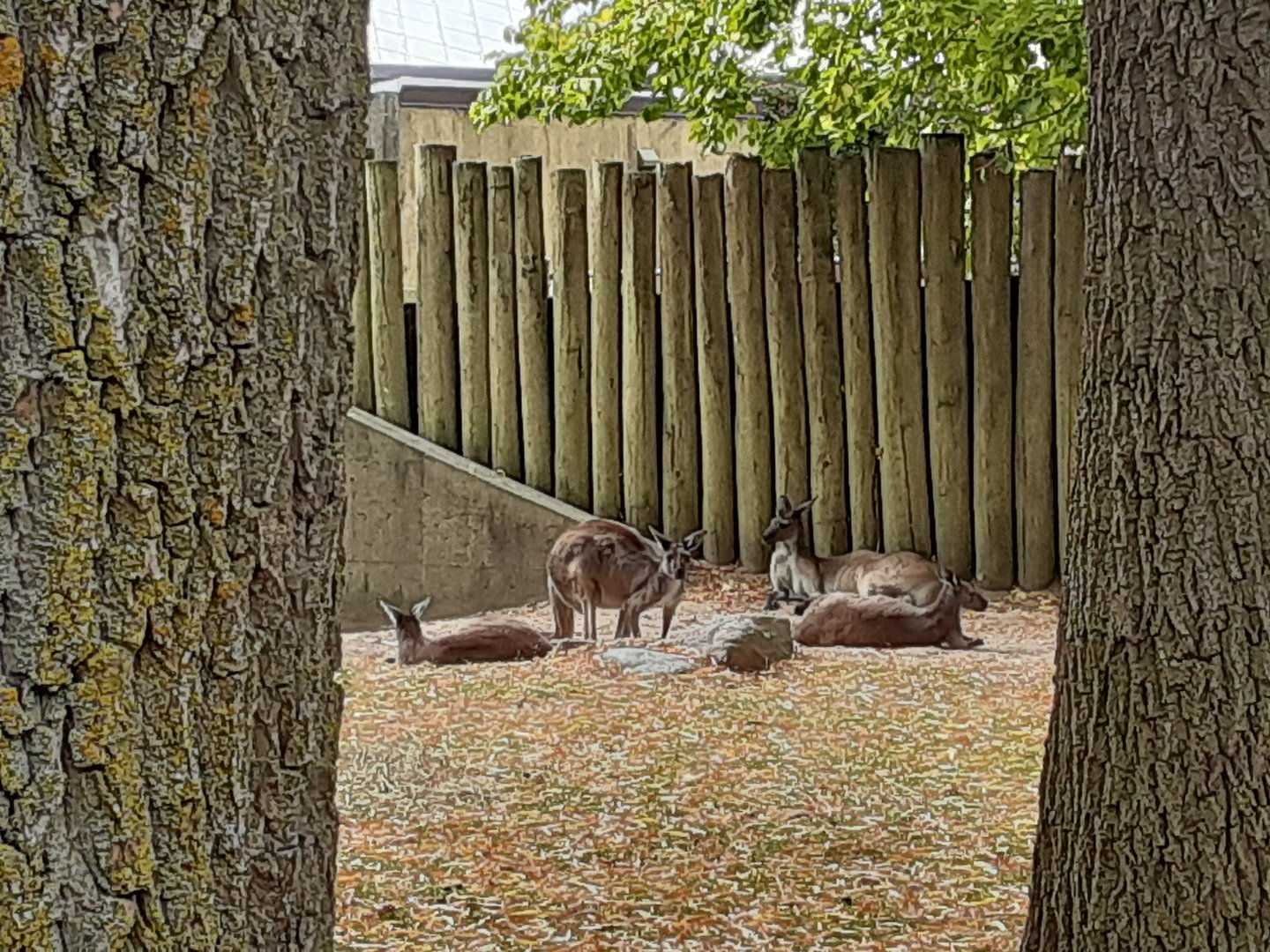 Western Grey Kangaroos