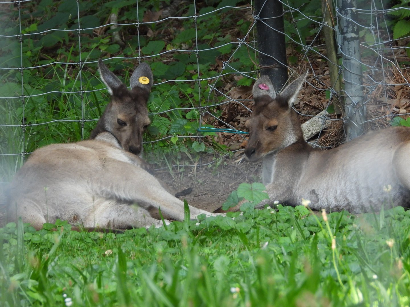 Western grey kangaroos