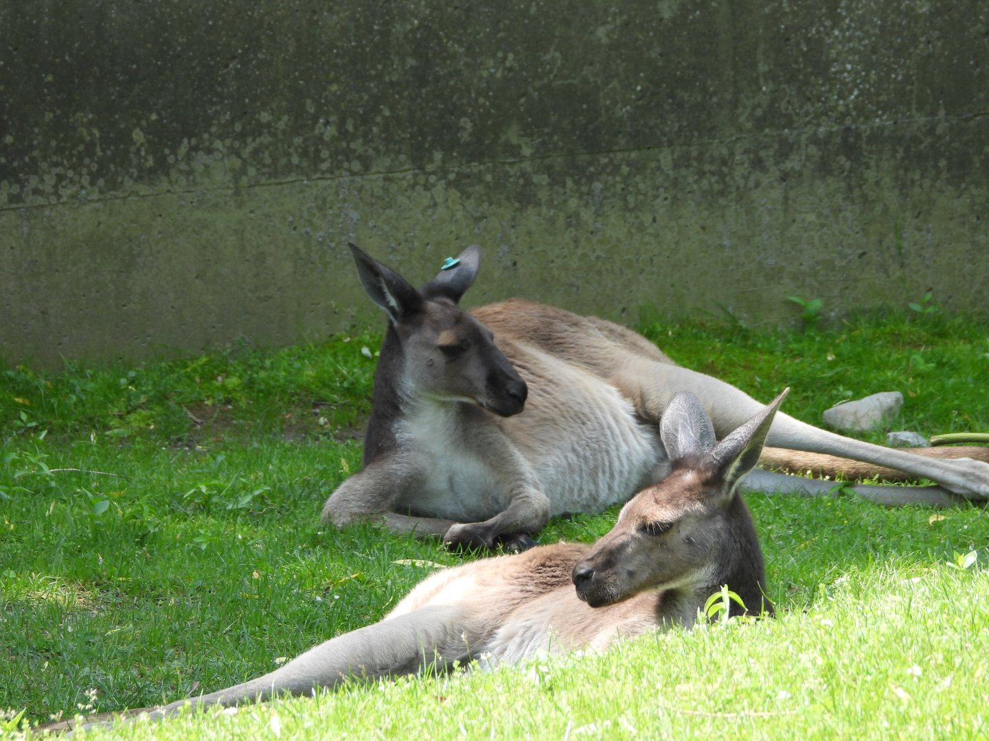 Western grey kangaroos