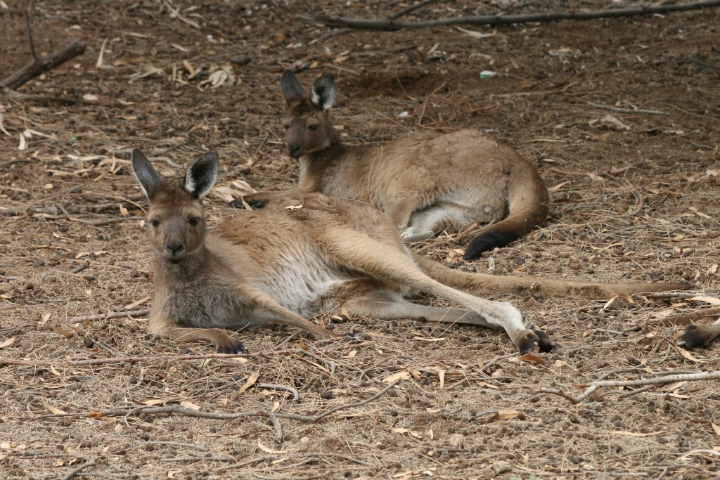 Western Grey Kangaroos