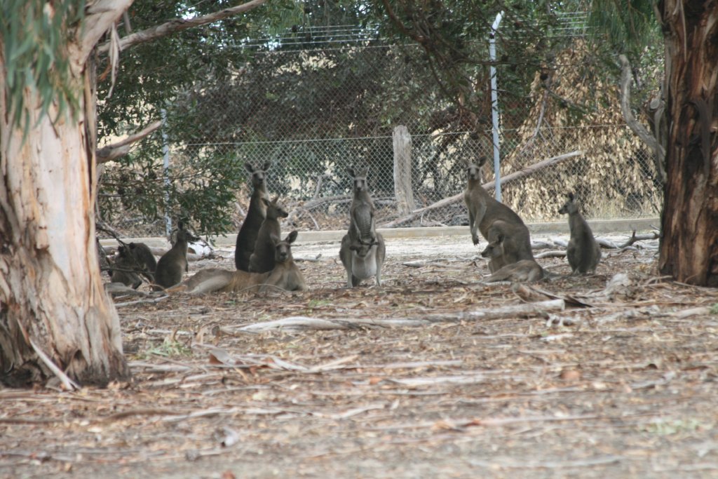 Western Grey Kangaroos