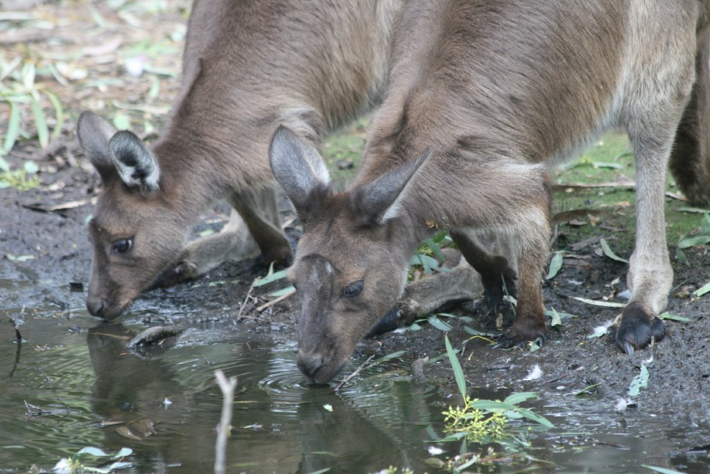 Western Grey Kangaroos