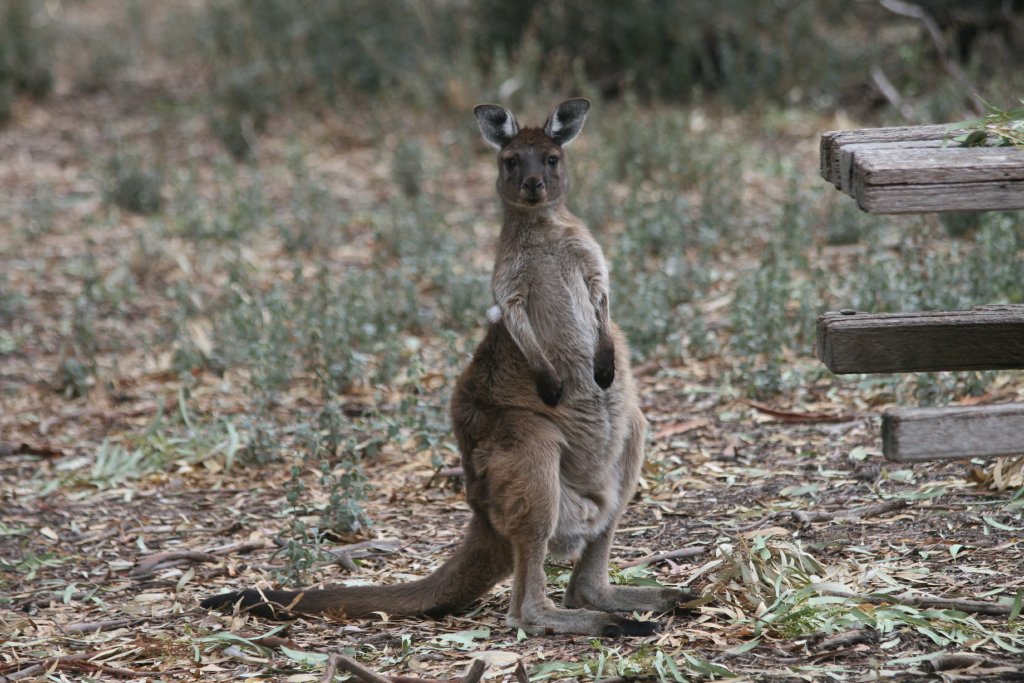 Western Grey Kangaroos