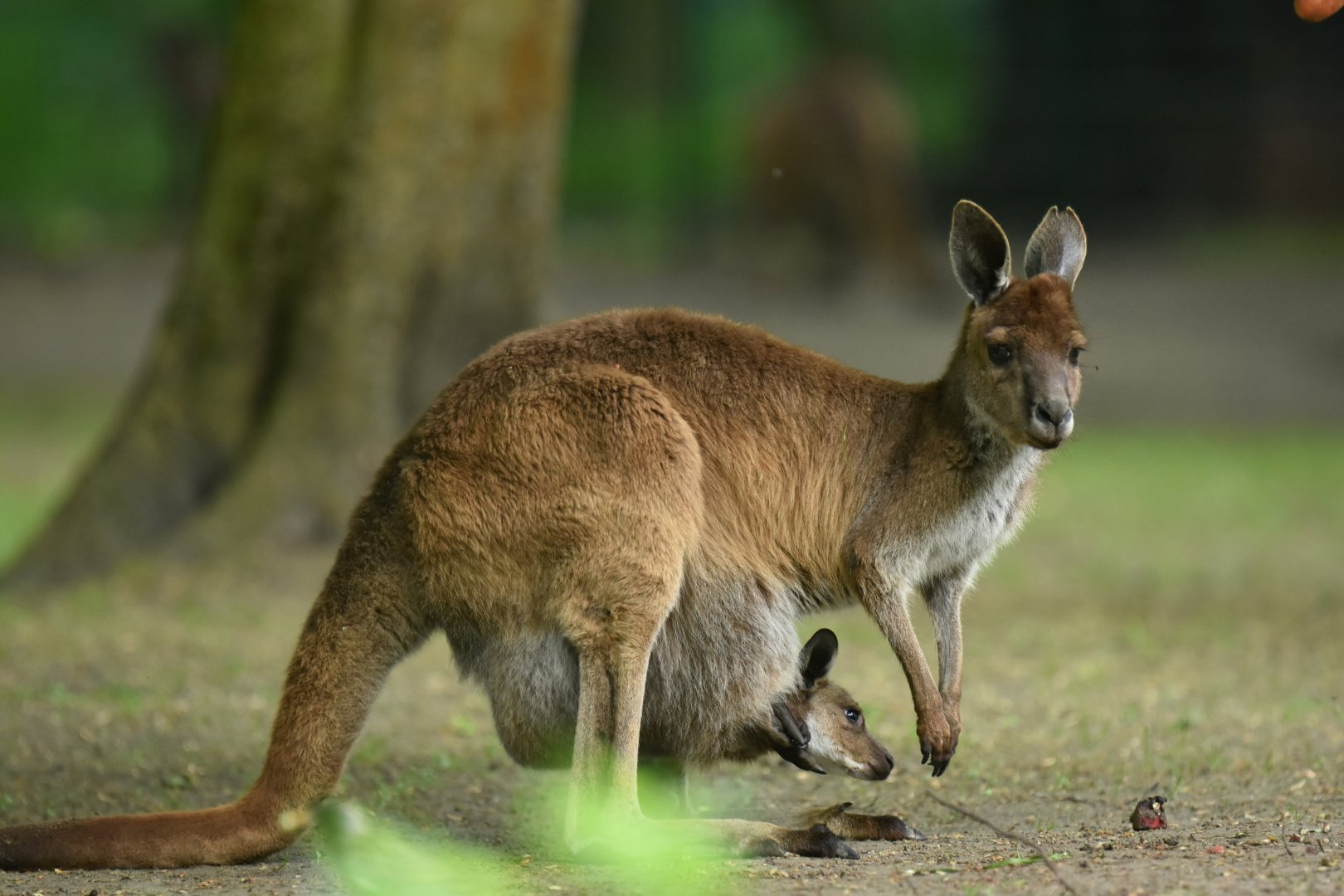 Western grey kangoroo (Macropus fuliginosus melanops)