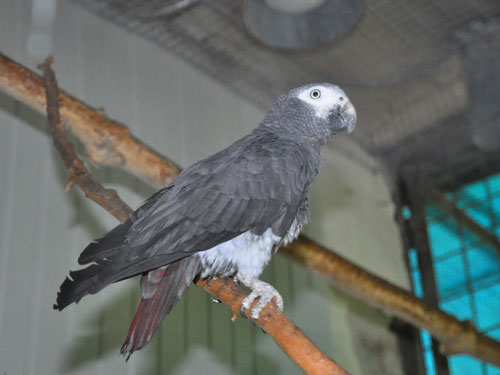 Western Grey Parrot in Kishinev Zoo
