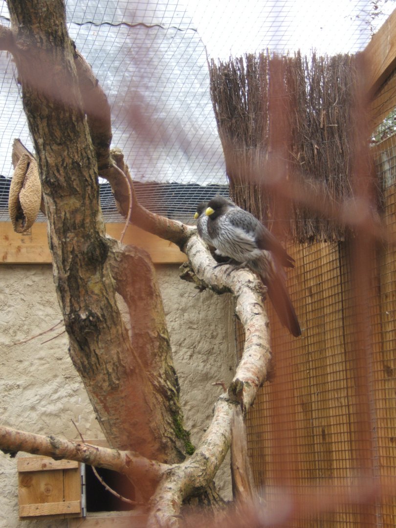 Western Grey Plantain Eater 10/09/2017