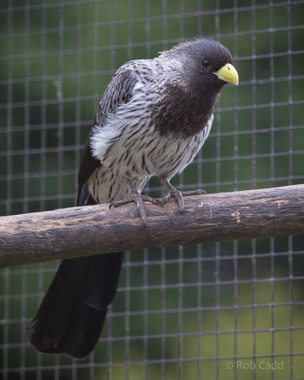 Western grey plantain-eater : Birdland : 19 Apr 2015