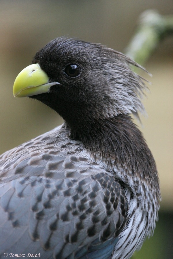 Western grey plantain-eater (Crinifer piscator) April 2009