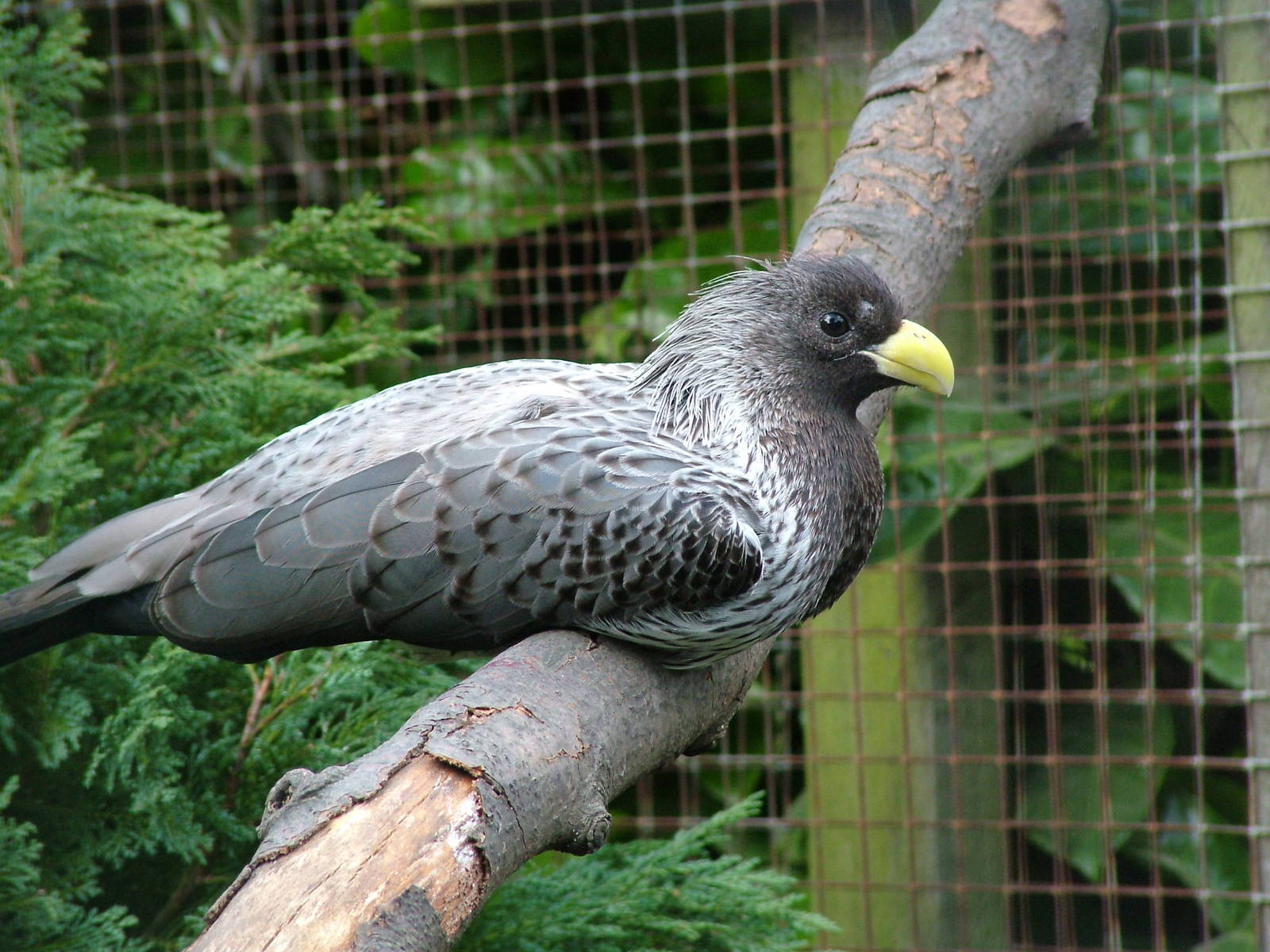 Western Grey Plantain-Eater (Crinifer piscator) at Lotherton Hall Bird Gard
