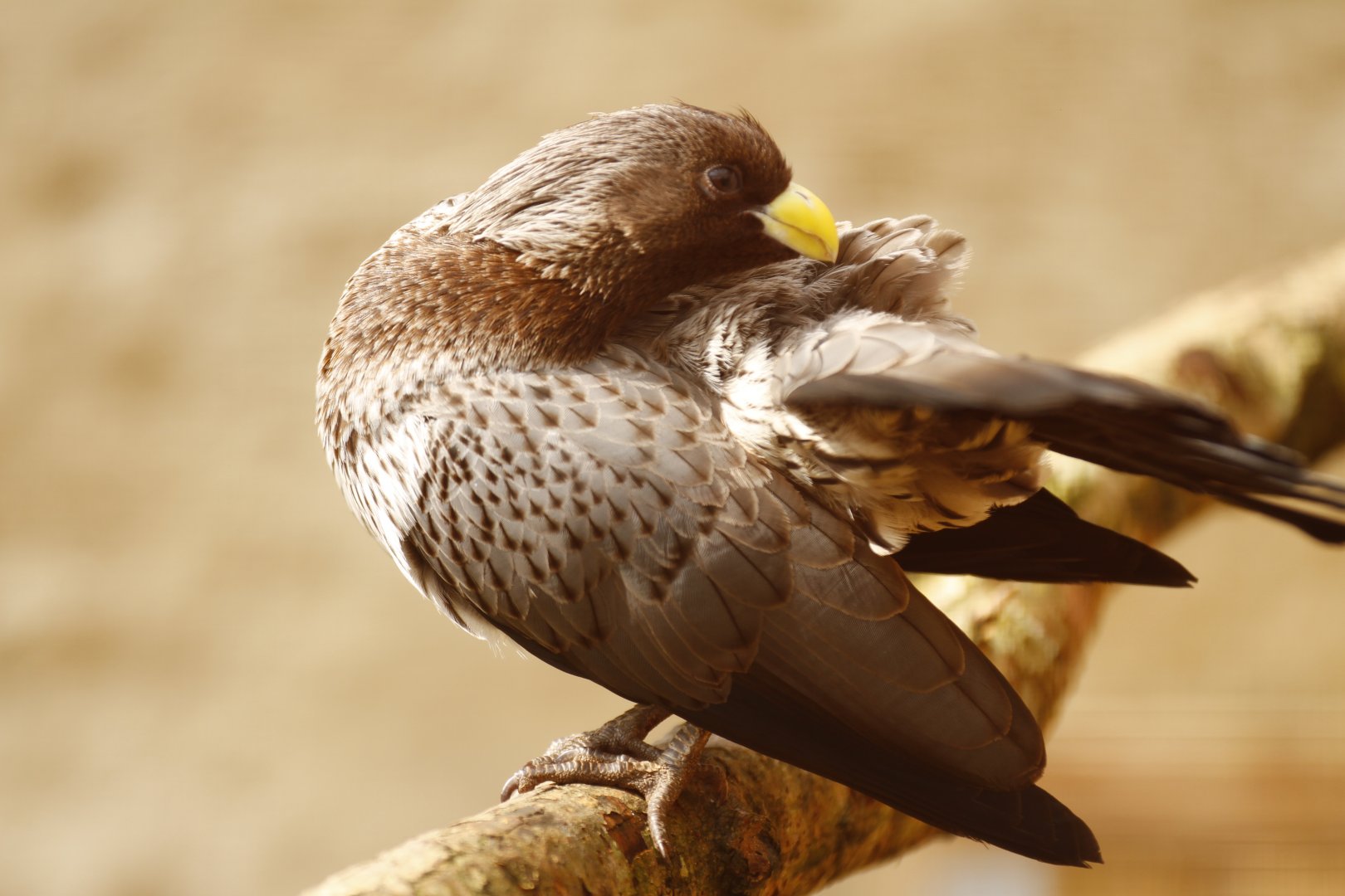 Western grey plantain-eater (Crinifer piscator)