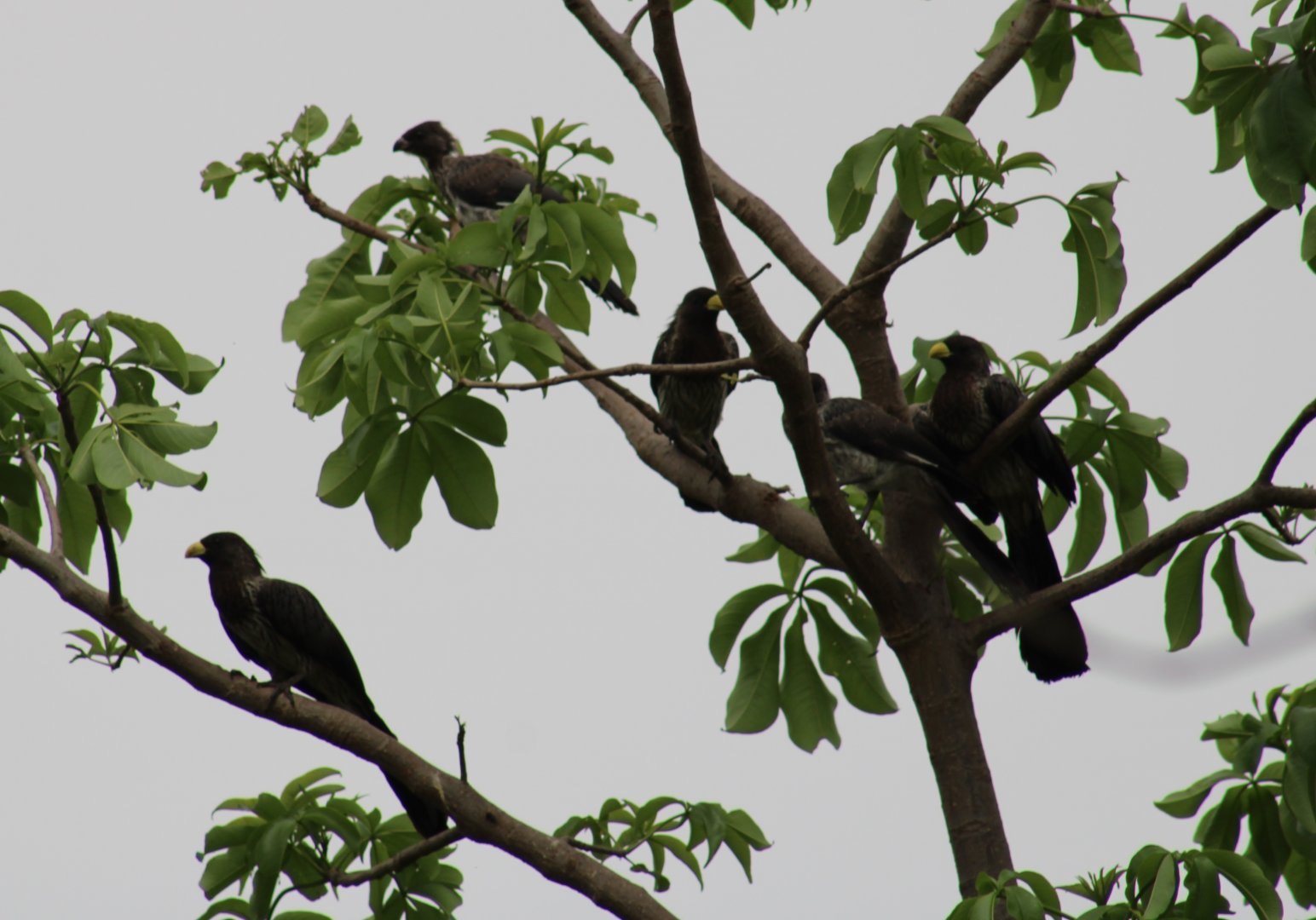 Western grey plantain-eater family