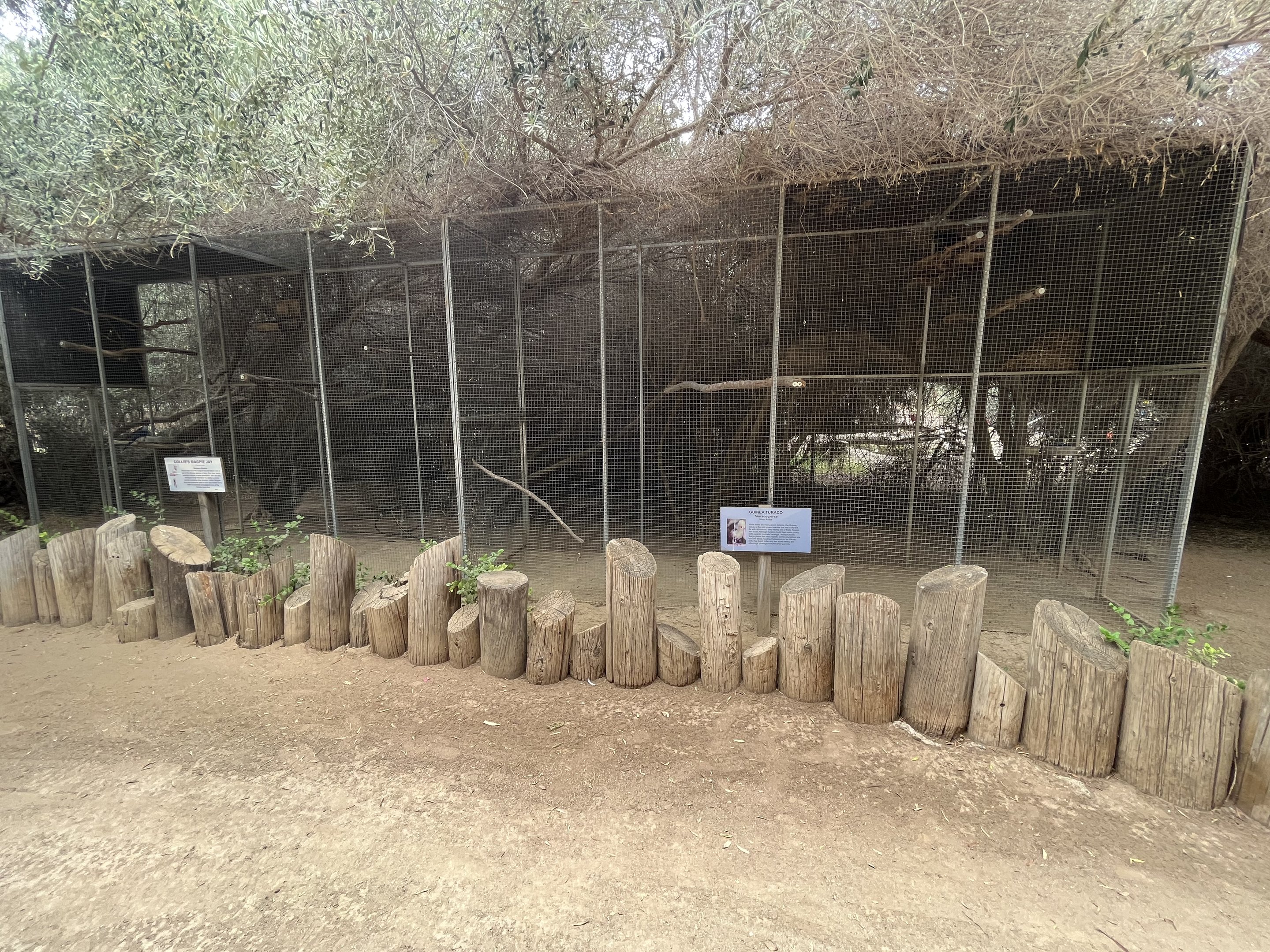 Western Grey Plantain-Eater + Violet Turaco Aviaries