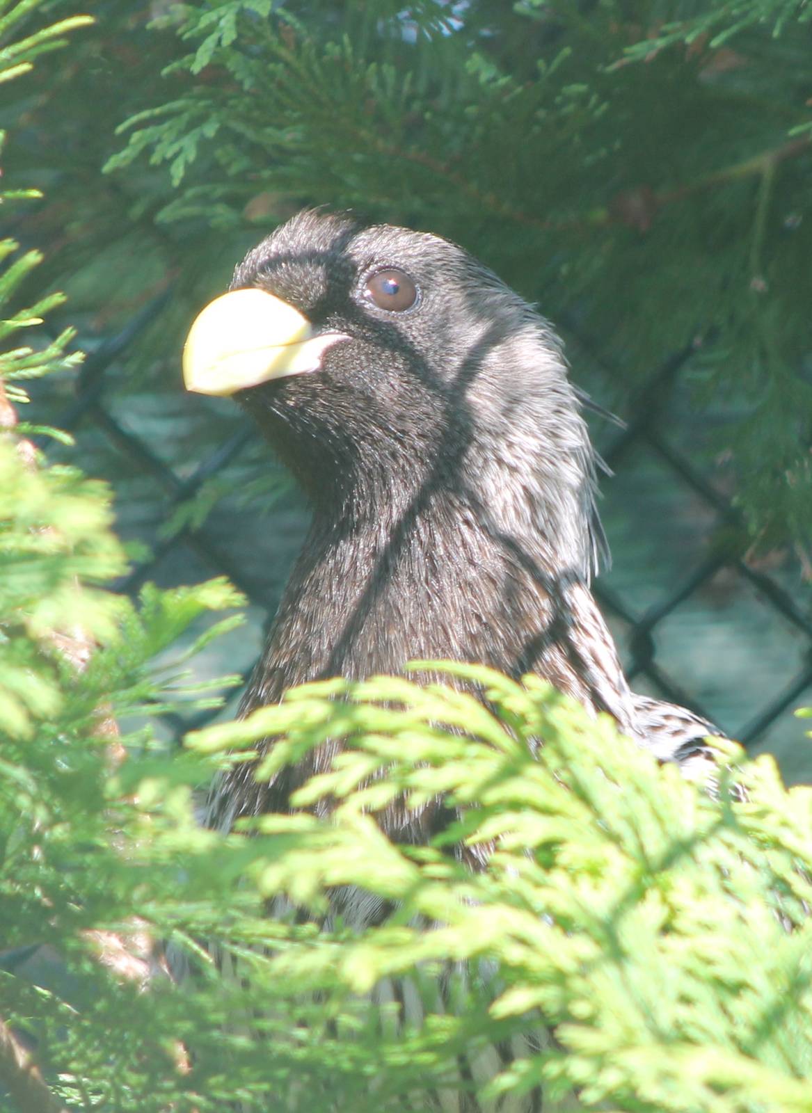 Western grey plantain eater