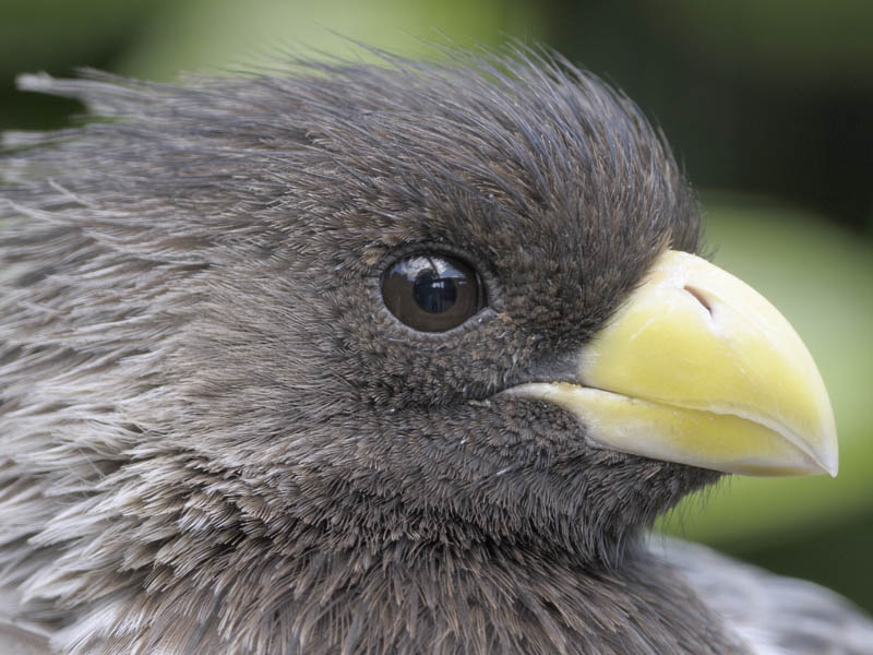 Western grey plantain eater