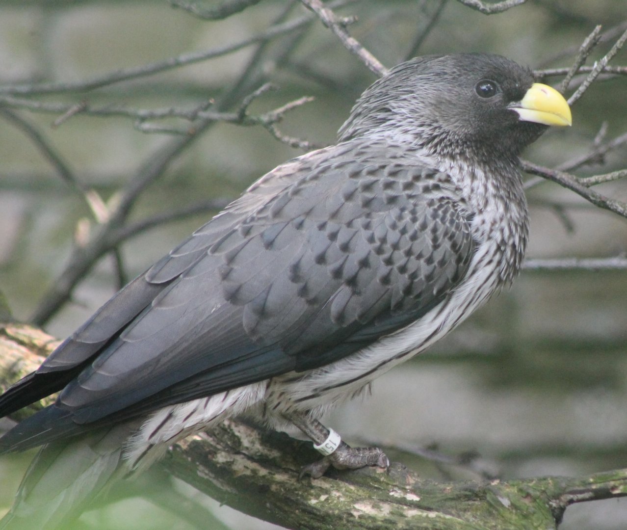 Western grey plantain-eater
