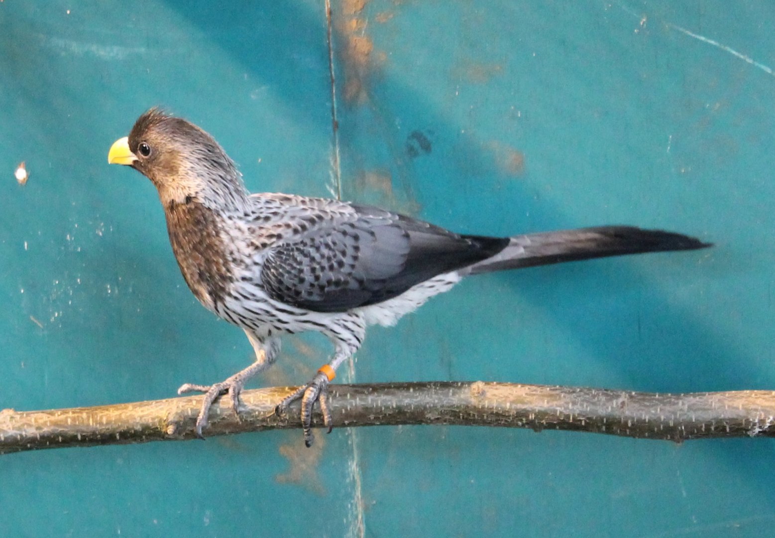 Western grey plantain-eater