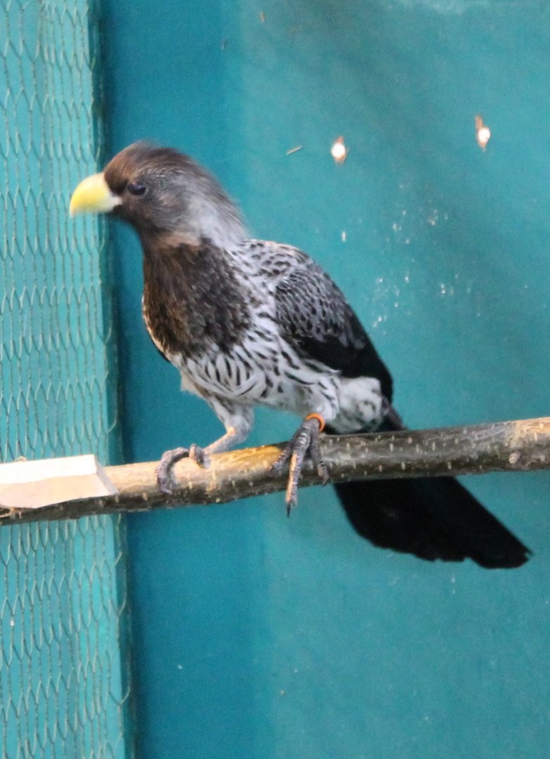 Western grey plantain-eater