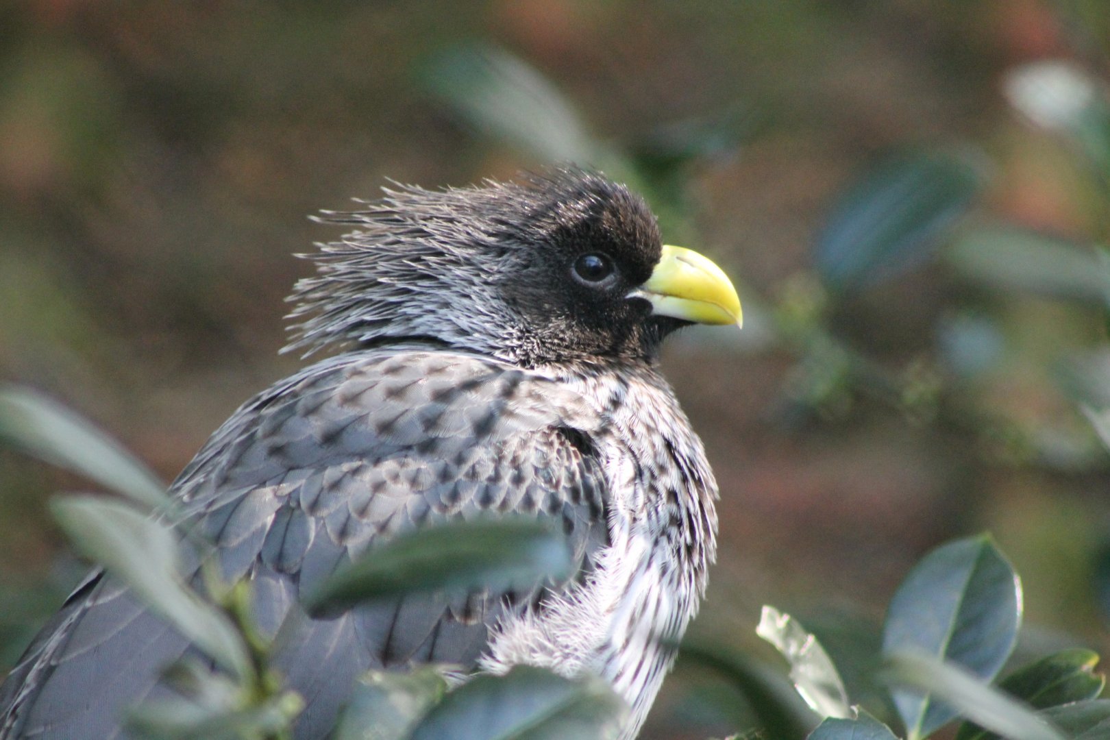 Western grey plantain-eater