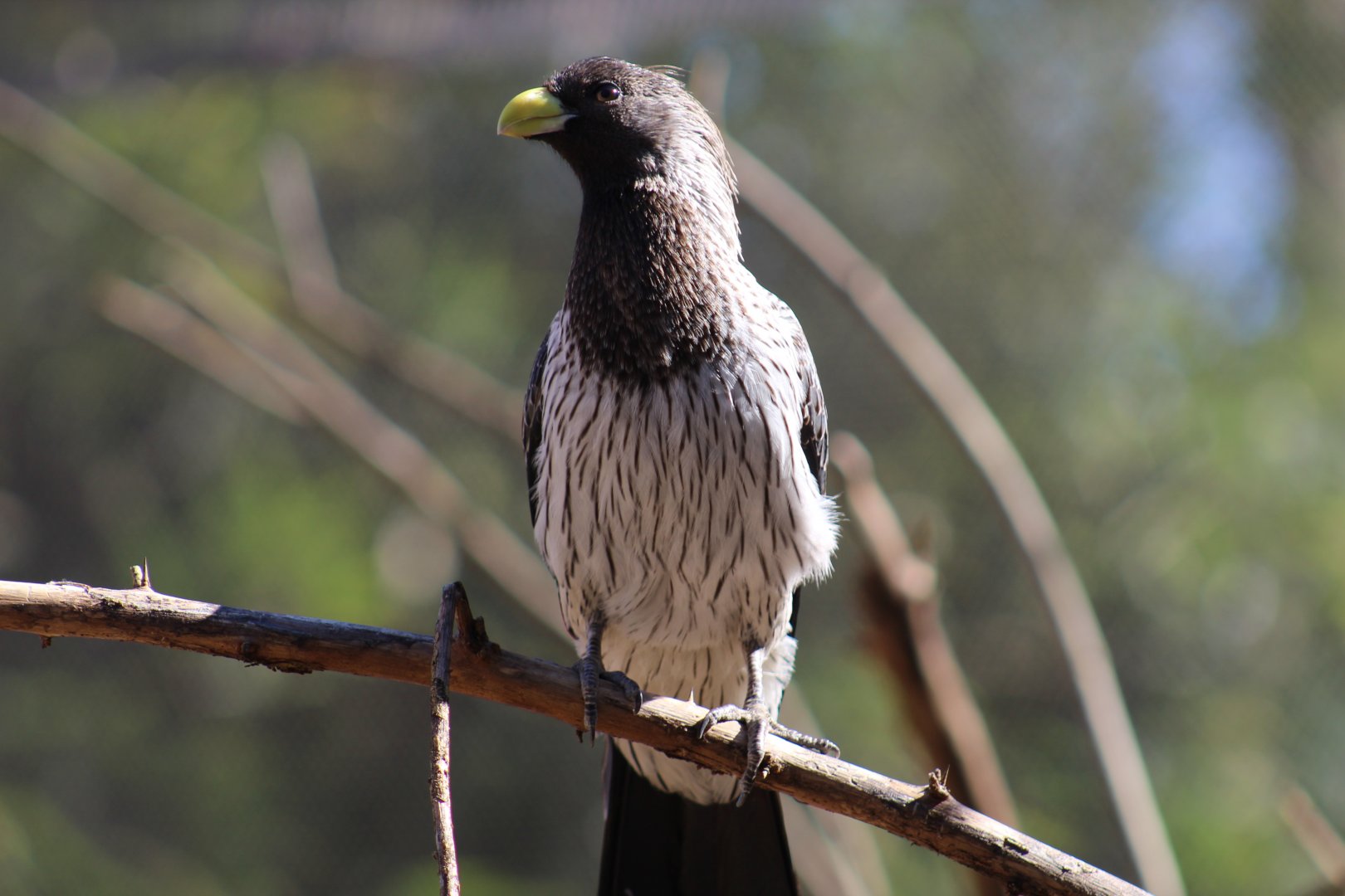 Western Grey Plantain-Eater