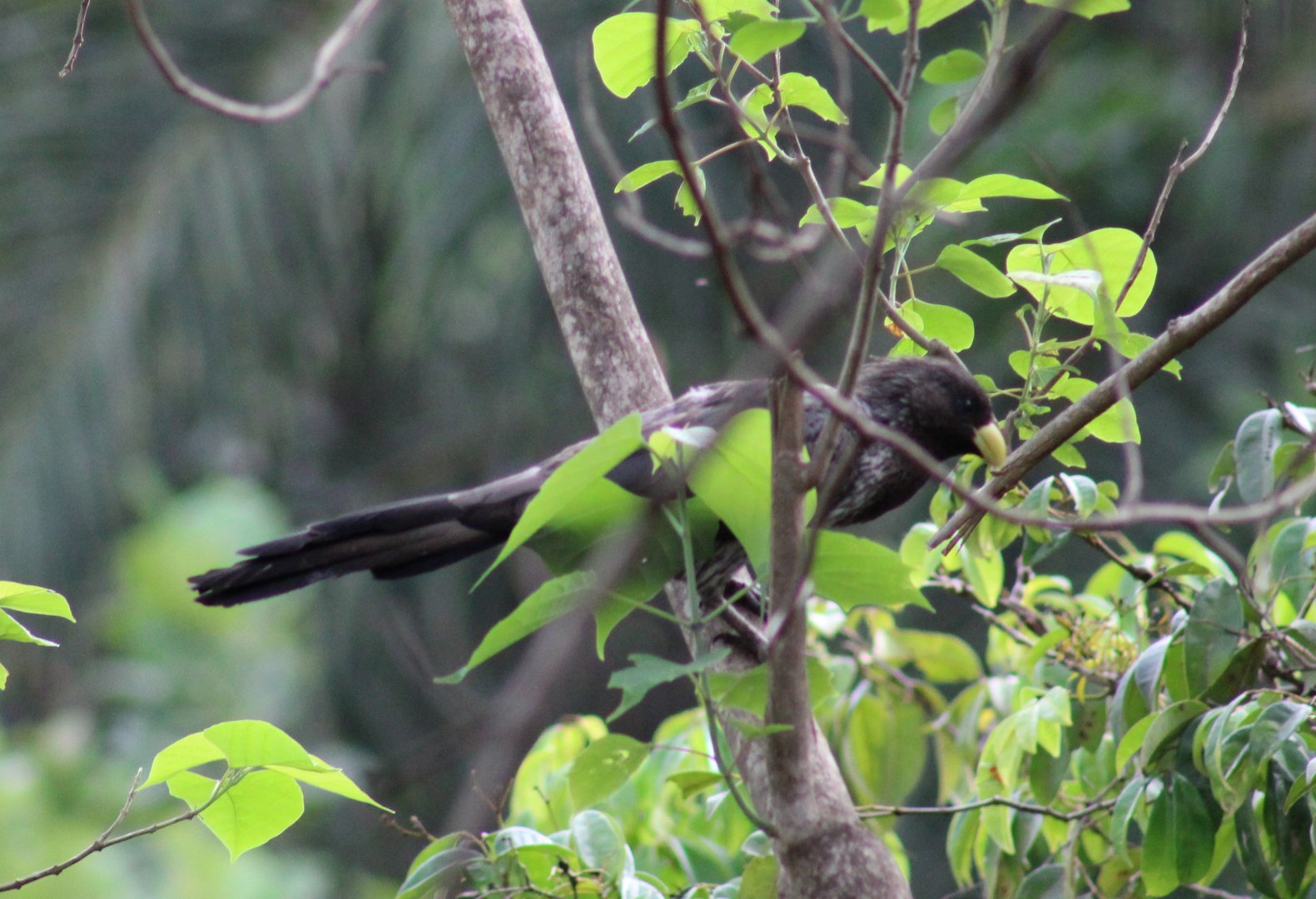 Western grey plantain-eater