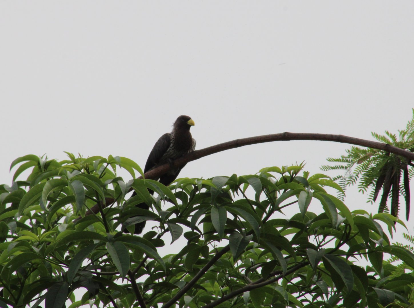 Western grey plantain-eater