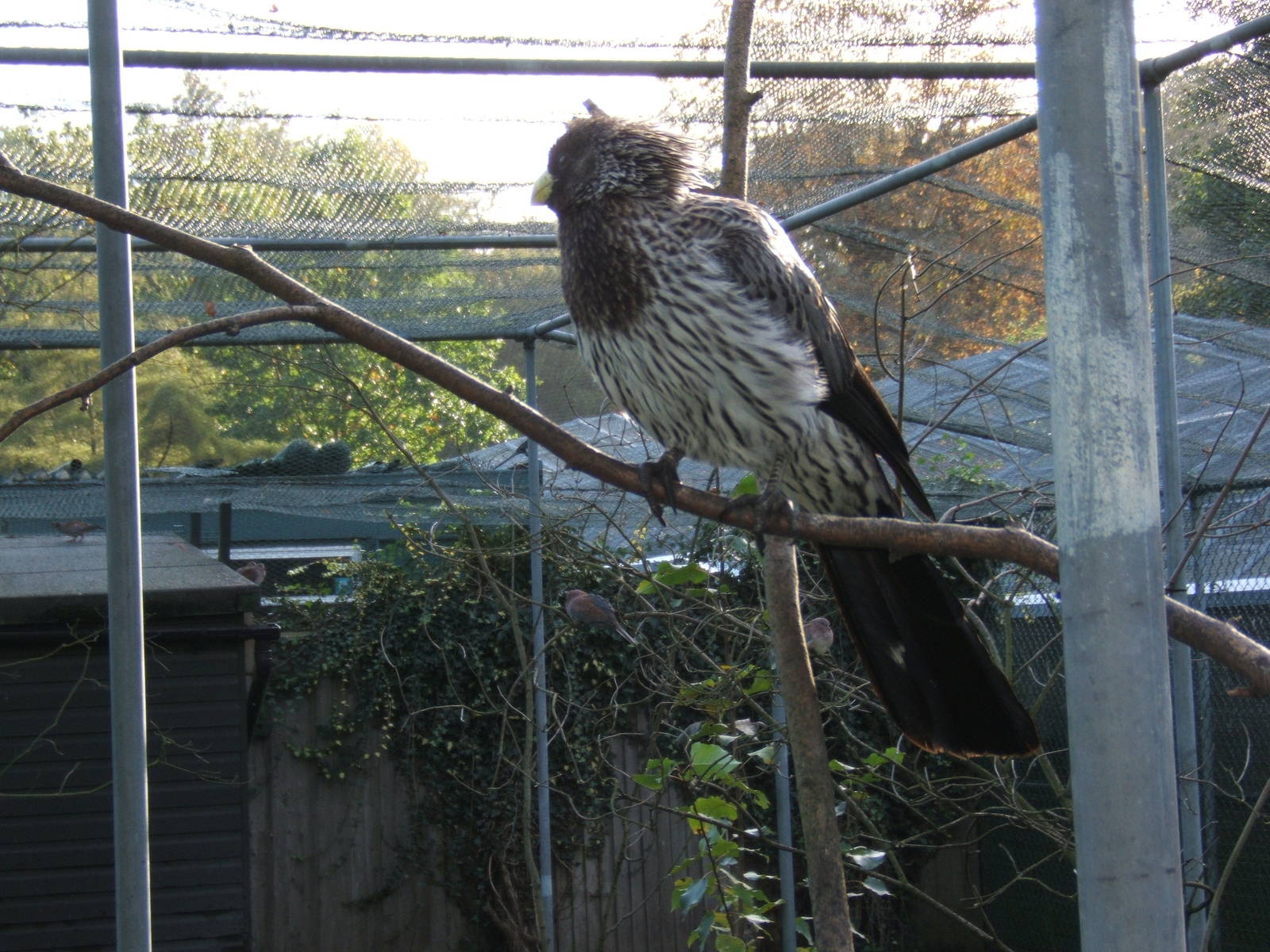 Western Grey Plantain-eater